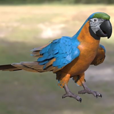 黄蓝金刚鹦鹉蓝黄金刚鹦鹉琉璃金刚鹦鹉动物鸟类