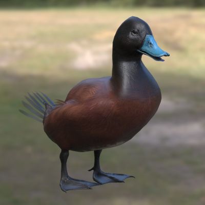 澳洲硬尾鸭澳洲蓝嘴鸭小麝香鸭生物动物