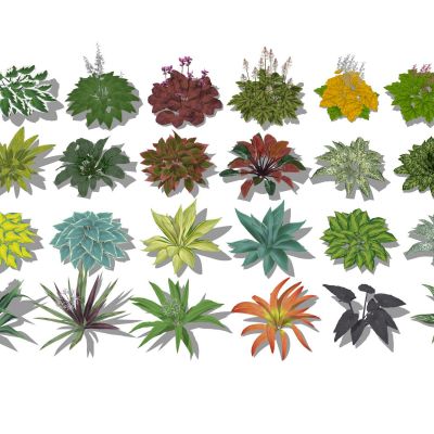 景观植物地被花卉草花玉簪矾根景观草观赏草