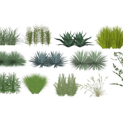 景观草植物花草观赏草地被花卉剑麻景观树狼尾草芒草