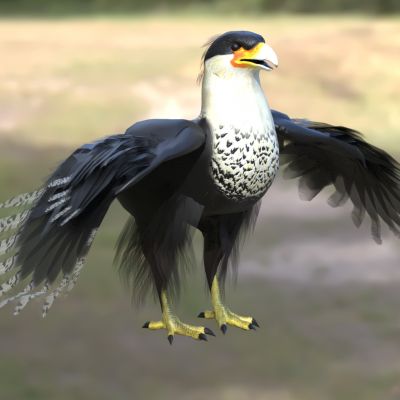 凤头卡拉鹰凤头巨隼生物动物