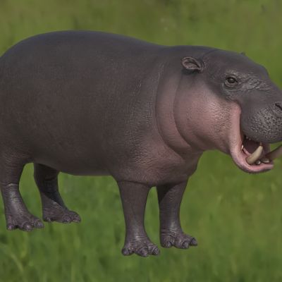 侏儒河马俾格米河马矮河马动物