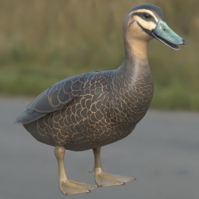 太平洋黑鸭动物3D模型