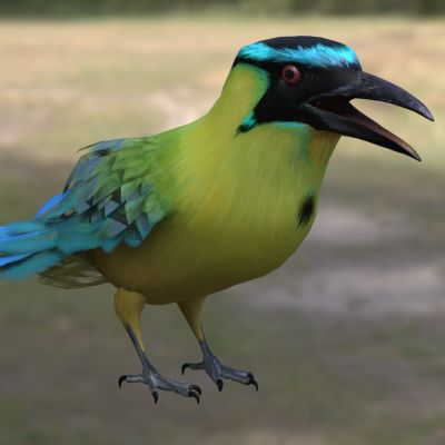 佛法僧目高原翠鴗科美洲热带鸟