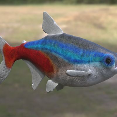 宝莲灯鱼学名日光灯鱼新红莲灯鱼