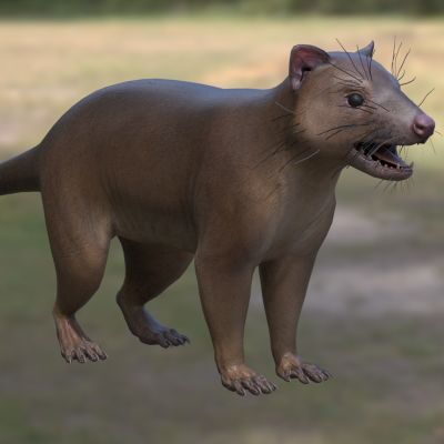 虎袋鼬袋猫虎猫动物