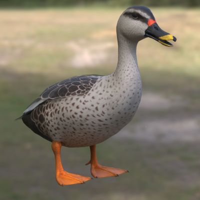 印度斑嘴鸭生物动物