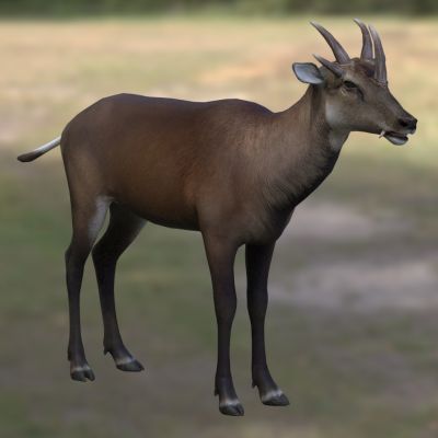 马氏武角鹿霍氏鹿动物