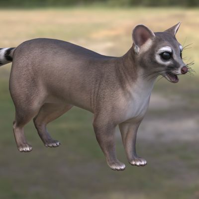 北美环尾猫熊生物动物