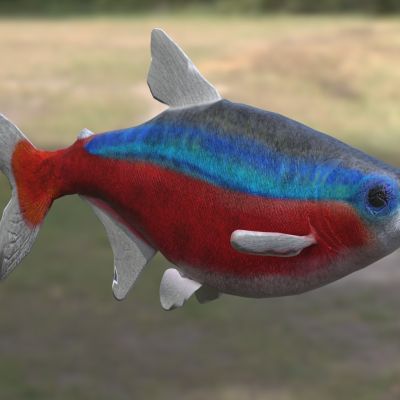 新红莲灯新日光灯鱼