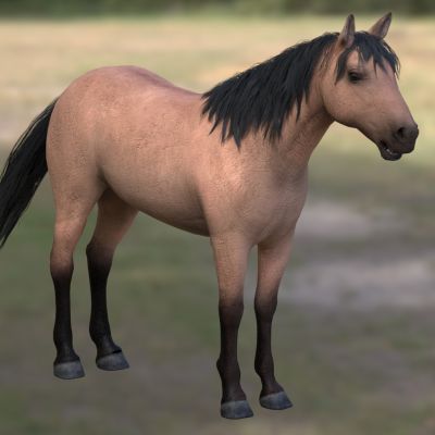 家马野马匹动物