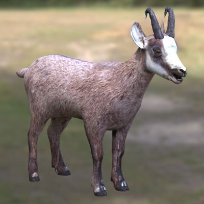 岩羚羊臆羚牛科臆羚属动物