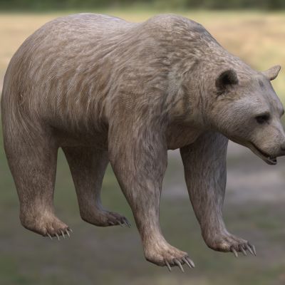 叙利亚棕熊3D模型