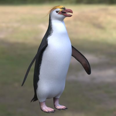 皇家企鹅皇室企鹅白颊黄眉企鹅