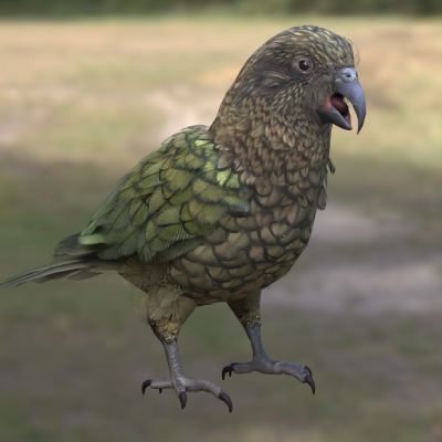 新西兰高山鹦鹉食羊鹦鹉鸟