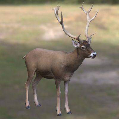 白唇鹿岩鹿白鼻鹿黄鹿哈马白嘴鹿3D模型