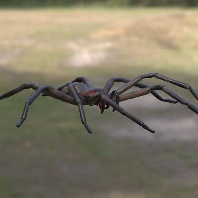 红牙流浪蜘蛛生物动物