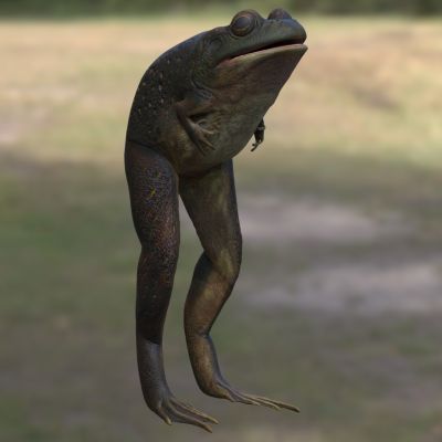 爱兰青蛙拉夫兰青蛙