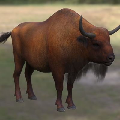 草原野牛美洲野牛北美野牛属于偶蹄目反刍亚目牛科美洲野牛属