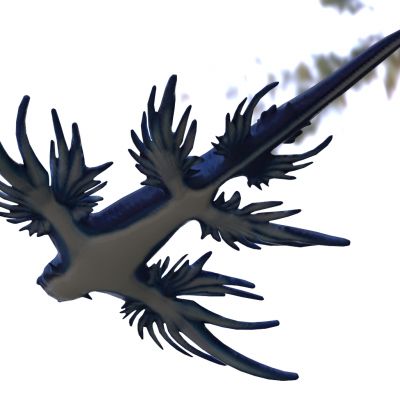 蓝龙蛞蝓青龙蛞蝓鼻涕虫