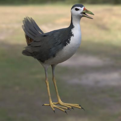 白胸苦恶鸟白胸秧鸡白面鸡白腹秧鸡生物动物