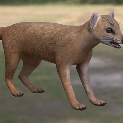 笔尾獴丛尾獴黄獴赤獴獴科动物