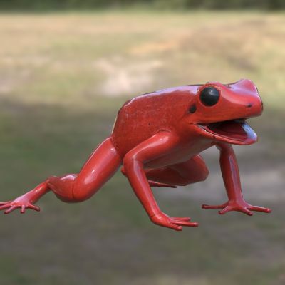 黑耳曼蛙曼蛙科曼蛙属动物