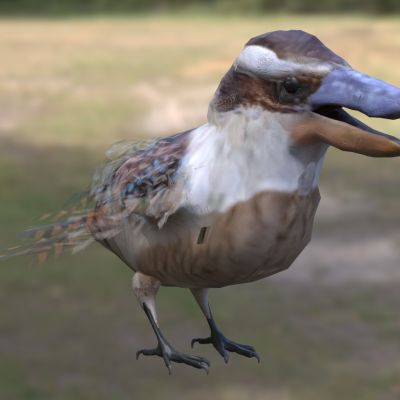 笑翠鸟白化蓝翠鸟