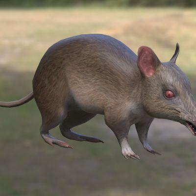 加氏袋狸塔岛袋狸东袋狸动物