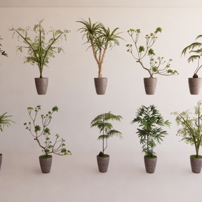 室内盆栽景观植物热带植物花盆摆件家居植物绿植盆景龙血树发财树3D模型