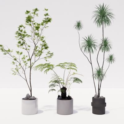 室内盆栽景观植物热带植物花盆摆件家居植物绿植盆景南天竺龙血树