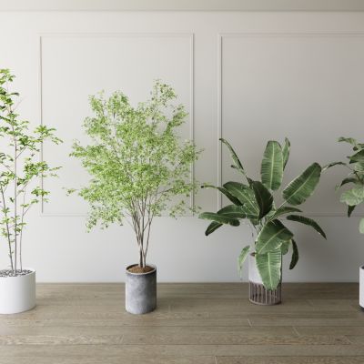 室内盆栽景观植物热带植物花盆摆件家居植物绿植盆景南天竺芭蕉