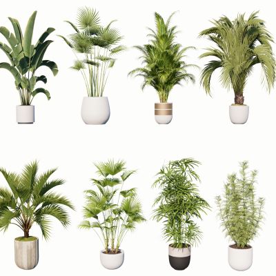 室内盆栽景观植物热带植物花盆摆件家居植物绿植盆景芭蕉棕榈散尾葵