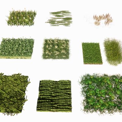 景观植物地被花卉草坪草皮草花景观草杂草观赏草三叶草