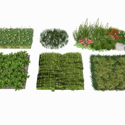 景观植物地被花卉草坪草皮草地草花景观草杂草观赏草花境组合三叶草