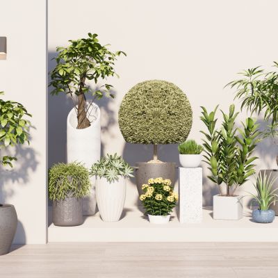 室内盆栽景观植物热带植物花盆摆件家居植物绿植盆景花卉金钱树3D模型