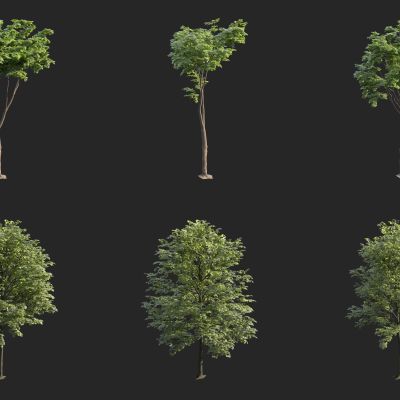 动态树 动态植物 风动树 3D模型