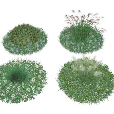 草坪草皮花草地被花卉景观植物景观草观赏草野花杂草鼠尾草狼尾草