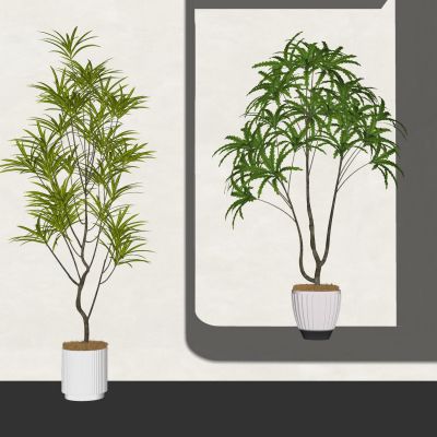 室内盆栽景观植物热带植物花盆摆件家居植物绿植盆景龙血树3D模型