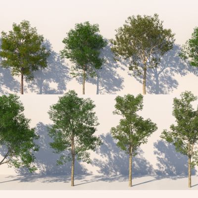 现代树木 乔木组合