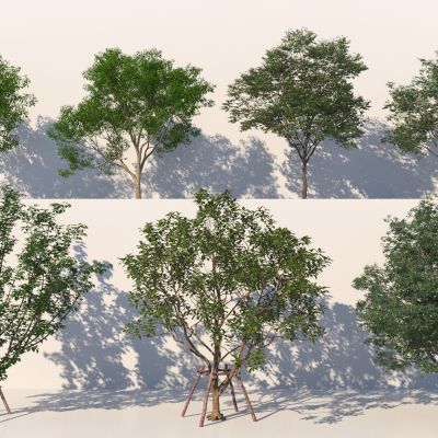 现代树木 乔木组合