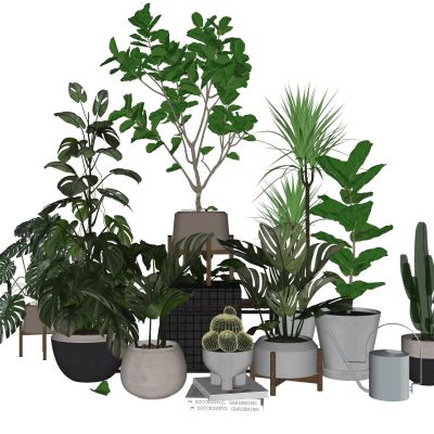 现代室内盆栽景观植物热带植物花盆摆件家居植物绿植盆景仙人掌龟背竹龙血树