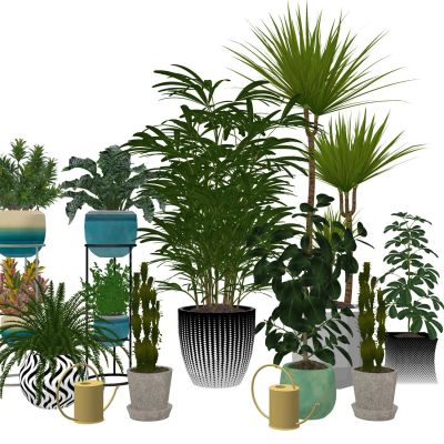 室内盆栽热带植物花盆摆件家居植物绿植盆景仙人掌龙血树油皮树3D模型