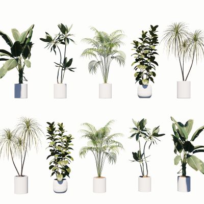 室内盆栽热带植物花盆摆件家居植物绿植盆景油皮树龙血树芭蕉散尾葵棕榈3D模型