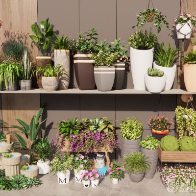 室内盆栽景观植物热带植物花盆摆件家居植物绿植盆景花卉吊篮