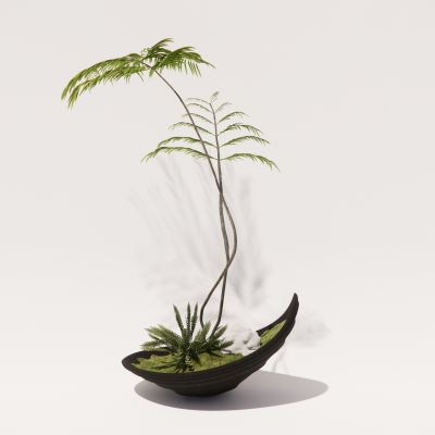 蕨类植物盆栽摆件花盆室内花卉盆景