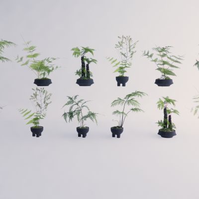 蕨类植物盆栽摆件花盆室内花卉盆景组合肾蕨苹果蕨