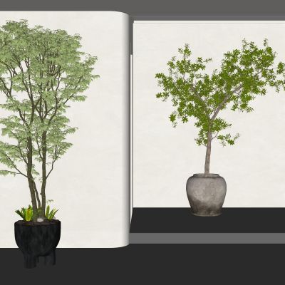 室内盆栽景观植物热带植物花盆摆件家居植物绿植大盆景