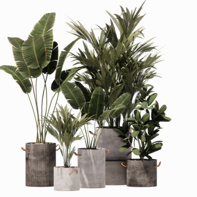 室内盆栽景观植物热带植物花盆摆件家居植物绿植盆景棕榈芭蕉油皮树