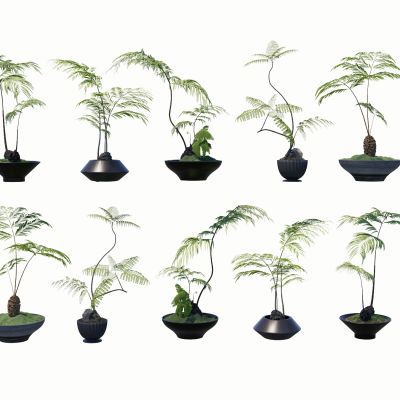 蕨类植物盆栽摆件花盆室内花卉盆景组合肾蕨苹果蕨苔藓